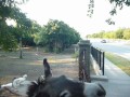 Feeding animals on Center Street in Arlington Texas Summer 2012