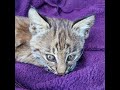 Rescuing a Bobcat Kitten