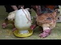 Zon bought a strange breed of chicken that he had never seen before to raise, Vang Hoa