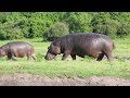 Animals & Wildlife 4K ULTRA HD / 4K TV • Relaxing Music and Nature Sounds 4K TV
