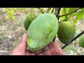 How to grafting mango tree in banana fruit to get fruit 100% fast using this technique