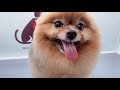 HOW TO GROOM A POMERANIAN IN A LION CUT 🦁