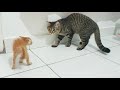 savage! Kitten hisses at adult cat and intimidates bigger cat.