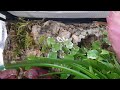 Orchid mantis feeding