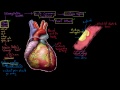What is coronary artery disease? | Circulatory System and Disease | NCLEX-RN | Khan Academy
