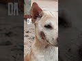 How to heal an infected wound in a stray dog | feat AWTE [Animal Welfare Trust Ekarma]