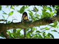 Short cinematic river trip. Wildlife of costa rica. (4K, FX3, DJI Mavic 3 Pro)