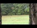 Deer chasing turkeys