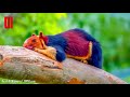 10 Most Beautiful Squirrels In The World