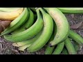 huge bunch of green plantains @herbal_goldrush