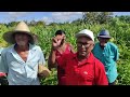 resgatando a história da agricultura familiar no sertão pernambucano reportagem sertão mamoeiro.