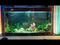 World Best Fish Tank Video 🎏