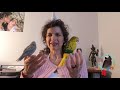 #Linnies or #Parrotlets? 3 Similarities & Differences #Parrot_Bliss #Parrots