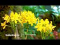 【4K Orchid 】Orchids are in full bloom at Chugoku-Shikoku Region. 高知と広島でラン展 #4K  #Orchid #牧野植物園