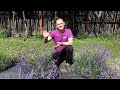 Folgate Lavender - The perfect plant!