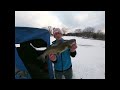 Rock River Ice Fishing CATFISH!!! (Barely Fit Up The Hole!)