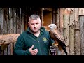 Meet the Red Kite