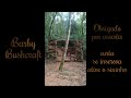 Base Bushcraft - Bebendo água da cabana de pedras abandonada na floresta