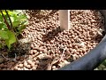 may 20th backyard aquaponic update, growbeds