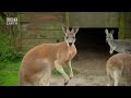 From Forest to Outback: Kangaroos - The Unseen Chronicles Unfolded | HRT Earth