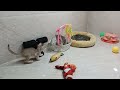 Best Funniest Animal Videos 2024😹🐕Funny Dogs And Cats Videos Of The year😺Part 8