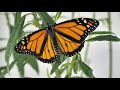 The Amazing Monarch Life Cycle--narrated for elementary science lessons