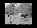 Bucks and Other Animals