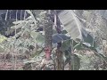 kakaibang saging | our banana plant | kabuhayan sa bukid | RaiderK Channel