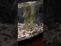 Waterfall Aquatic tank with chameleon enclosure