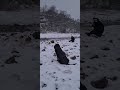 Labrador Puppy chased by small dogs, and rolls on dead fish🤢🐟😅