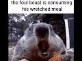 The Foul Beast is Consuming his Wretched Meal