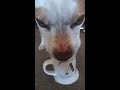 pit bull drinking coffee