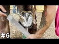 30 Minute Hoof Trimming Compilation [The Best Cuts]