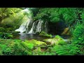Serene Morning Forest Waterfall Ambience   Nature Sounds for Relaxation and Meditation