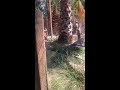 Amaro en Buin Zoo con suricatas