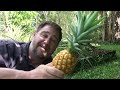 How to Grow Mini Pineapples From Tops - Extra Tips & NO rooting in Water Required!