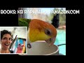 Golden Conure: 3 Must Knows | #goldenconure #parrot_bliss