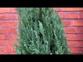 MY WINTER PLANTS 🪴 - ZARQAS WORLD #fypシ #viral #vlog #plants