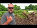 Clearing a Giant Storm Damaged Tree