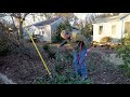 Pruning Butterfly Bushes