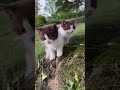cute kittens meowing❤😻||cute kittens compilation||#cat#kittens#cute