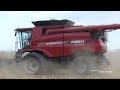 Case IH AF10 Combine harvesting Corn with 16-row C516C Corn Header at Farm Progress Show 2024