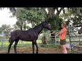 First Training Session with Roman the Mustang