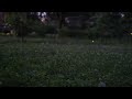 Field of Fireflies in Central Park