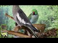 Gamer Birb | Celtic Medieval Fantasy Music Mix for Birds | Parrot TV for Your Bird Room🍀