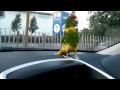 Funny Kakariki parrot singing in the car. please subscribe :)