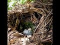 Greater coucal Baby birds in the nest are very hungry#bird #baby