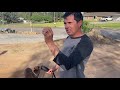 Watch a leash reactivity session//no treats or shocks!