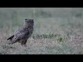 Great Horn Owl hunting at dusk.