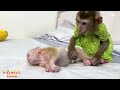 Monkey Kaka quickly called mom when monkey Mit choked on milk